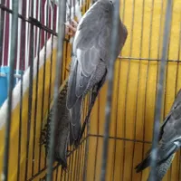 جوجه عروس هلندی|پرنده|اصفهان, الهیه|دیوار