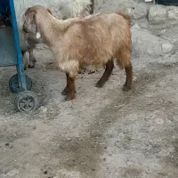 بز ماده|حیوانات مزرعه|ثمرین, |دیوار