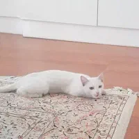 واگذاری پیشی به نام ملوس شش ماهه