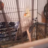 عروس هلندی|پرنده|محمدشهر, شهرک پیام (مهرالبرز)|دیوار