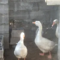 قوغاز اکراینی سفید