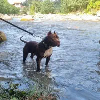 سگ نگهبان پیتبول