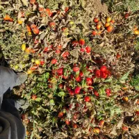 اجاره زمین کشاورزی