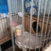 بچه عروس هلندی|پرنده|بندر انزلی, کارآموزی|دیوار