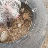 تخم مرغ نطفه دار|حیوانات مزرعه|یزد, |دیوار