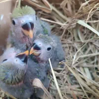 جوجه طوطی برزیلی دستی