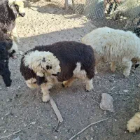 بره پرواری زنده بازکول برای قربانی و عقیقه