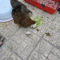 مرغ و خروس محلی