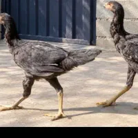 مرغ و خروس لاری
