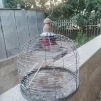قفس پرنده