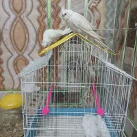 پرنده زینتی|پرنده|خاش, |دیوار