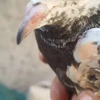 کبوتر|پرنده|دامن, |دیوار