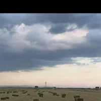 یونجه
