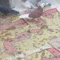 کفتر پرشی جوجه و بالغ ۵تا|پرنده|ری, فیروزآباد|دیوار