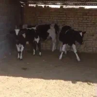 گوساله نر|حیوانات مزرعه|مرودشت, کناره|دیوار