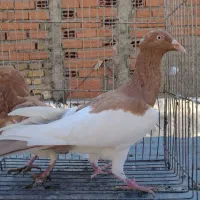 کبوتر ۱۰تاشهرستانی یهودی پلنگ ۸تا تزئینی ۴چادری|پرنده|بومهن, |دیوار