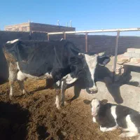 گاوشیری|حیوانات مزرعه|سده (خراسان جنوبی), |دیوار