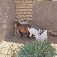 بره ماده زل وکره نروماده