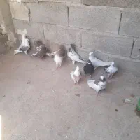 کبوتر پرشی|پرنده|مسجد سلیمان, |دیوار