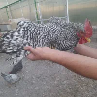 مرغ و خروس|حیوانات مزرعه|شبستر, |دیوار