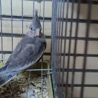 جوجه عروس هلندی|پرنده|فرخ‌شهر, |دیوار