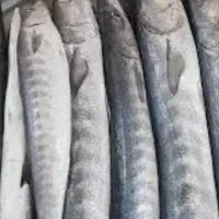 پخش ماهی جنوب خوش طعم بدون استخوان