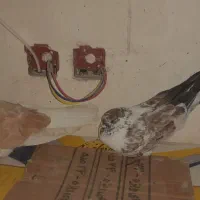 کفتر صید شده|پرنده|اردبیل, |دیوار