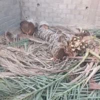 برش نخل قطع درخت (بریدن درخت)|خدمات باغبانی و درختکاری|بندر کنگان, |دیوار