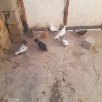کبوتر پرشی|پرنده|مسجد سلیمان, |دیوار