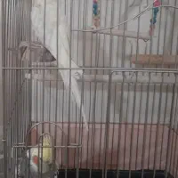 عروس هلندی|پرنده|تهران, وحیدیه|دیوار