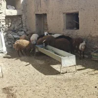 بره نر همو بر نر هترو