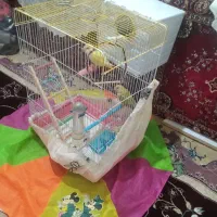 طوطی برزیلی