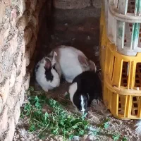 خرگوش سرحال و سالم یکی دوتا هم آبستن هست