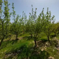 فروش باغ ثمری سیب دشتروم همیشه بهار