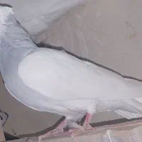 طوقی آبی مشکی سزخ