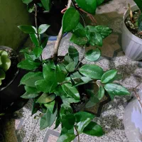 افوربیای قرمز پر شاخه|گل و گیاه طبیعی|رشت, تازه آباد|دیوار