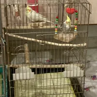 عروس هلندی|پرنده|گرمدره, |دیوار