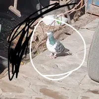 کفتر.کبوتر|پرنده|فردوس (خراسان), |دیوار