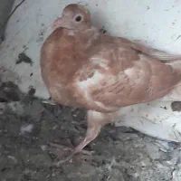 ماده زرد کرمونی همراه جوجه|پرنده|بهنمیر, |دیوار