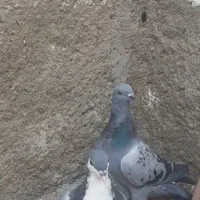 کبوتر