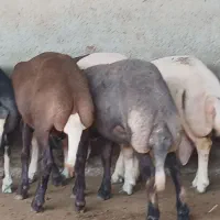 ۷عدد گوسفند بره همه بروجردی زیر قوچی