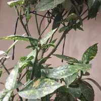 آکوبا شمشاد ژاپنی|گل و گیاه طبیعی|تهران, جماران (نیاوران)|دیوار