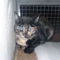 تله گربه گیر برا کسی که کفتر داره