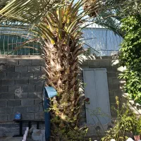 نخل تاورز ۱۵ساله