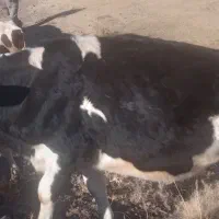 گوساله های ماده|حیوانات مزرعه|ارشق, |دیوار