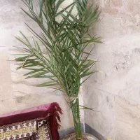 گل طبیعی|گل و گیاه طبیعی|ابهر, |دیوار