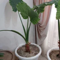 گل بابا آدم
