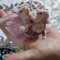جوجه عروس هلندی