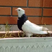 کبوتر طوقی نر