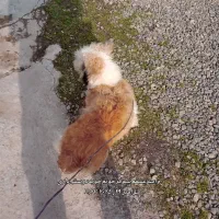 سگ‌خانگی‌خوشکل‌بفرروش‌میرسد